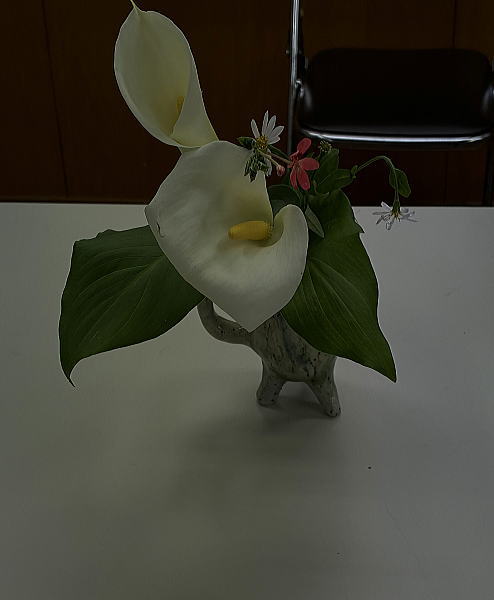 5月例会 の花の写真
